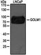 Golgi Membrane Protein 1 antibody, TA336797, Origene, Western Blot image 