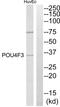POU domain, class 4, transcription factor 3 antibody, abx014065, Abbexa, Western Blot image 