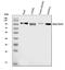 Membrane Metalloendopeptidase antibody, PB9058, Boster Biological Technology, Western Blot image 