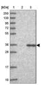 GPN-Loop GTPase 3 antibody, NBP2-30665, Novus Biologicals, Western Blot image 