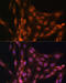 RNA binding protein fox-1 homolog 3 antibody, 16-346, ProSci, Immunofluorescence image 