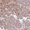 ZBTB7A antibody, HPA046387, Atlas Antibodies, Immunohistochemistry frozen image 