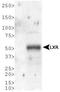 Nuclear Receptor Subfamily 1 Group H Member 3 antibody, TA301491, Origene, Western Blot image 