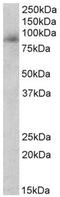 Myeloperoxidase antibody, AP32134PU-N, Origene, Western Blot image 
