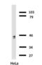 Keratin 18 antibody, NB500-640, Novus Biologicals, Western Blot image 