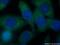 SH2 domain-containing protein 3A antibody, 15641-1-AP, Proteintech Group, Immunofluorescence image 