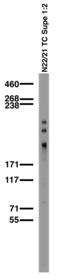 SH3 and multiple ankyrin repeat domains protein 1 antibody, 73-064, Antibodies Incorporated, Western Blot image 
