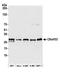 Chromosome 8 Open Reading Frame 33 antibody, A305-873A-M, Bethyl Labs, Western Blot image 