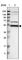 Ribosomal RNA processing protein 1 homolog A antibody, HPA016818, Atlas Antibodies, Western Blot image 