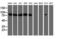 Calpain 2 antibody, LS-B12657, Lifespan Biosciences, Western Blot image 