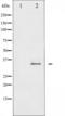 Neuron-specific antigen HPC-1 antibody, TA325918, Origene, Western Blot image 