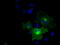Protein Tyrosine Phosphatase Receptor Type E antibody, LS-C115071, Lifespan Biosciences, Immunofluorescence image 
