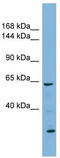 Klotho antibody, TA341708, Origene, Western Blot image 