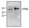Carboxypeptidase A2 antibody, TA318966, Origene, Western Blot image 