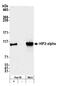HIF-2-alpha antibody, A700-003, Bethyl Labs, Western Blot image 