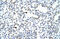 Pogo Transposable Element Derived With ZNF Domain antibody, 29-021, ProSci, Western Blot image 