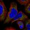 ER Membrane Protein Complex Subunit 8 antibody, HPA049476, Atlas Antibodies, Immunofluorescence image 
