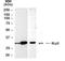 TNF Superfamily Member 13b antibody, TA336332, Origene, Western Blot image 