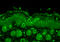 Ubiquitin B antibody, LS-B8170, Lifespan Biosciences, Immunofluorescence image 