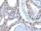 Zinc Finger Protein 76 antibody, PA5-67580, Invitrogen Antibodies, Immunohistochemistry frozen image 
