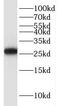 Helt BHLH Transcription Factor antibody, FNab03823, FineTest, Western Blot image 
