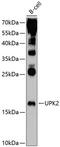 Uroplakin 2 antibody, 13-812, ProSci, Western Blot image 