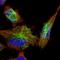ElaC Ribonuclease Z 1 antibody, NBP1-85337, Novus Biologicals, Immunofluorescence image 