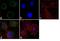 Probable 26S protease regulatory subunit 10B antibody, PA1-962, Invitrogen Antibodies, Immunofluorescence image 