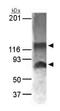NABC1 antibody, GTX30622, GeneTex, Western Blot image 