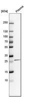 C-Reactive Protein antibody, HPA027367, Atlas Antibodies, Western Blot image 