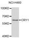 Cryptochrome Circadian Regulator 1 antibody, LS-C348980, Lifespan Biosciences, Western Blot image 