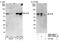 RELB Proto-Oncogene, NF-KB Subunit antibody, NBP1-22980, Novus Biologicals, Western Blot image 