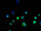 GAPDH antibody, A52409-100, Epigentek, Immunofluorescence image 