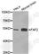 Fas Associated Factor Family Member 2 antibody, A8337, ABclonal Technology, Western Blot image 