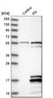 PI3 antibody, HPA017737, Atlas Antibodies, Western Blot image 