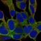Protein FAM59B antibody, HPA071575, Atlas Antibodies, Immunocytochemistry image 