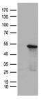 SMAD Family Member 7 antibody, TA890026, Origene, Western Blot image 