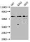 Zinc Finger Protein 37A antibody, orb517672, Biorbyt, Western Blot image 