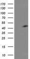 Centromere Protein H antibody, MBS533051, MyBioSource, Western Blot image 