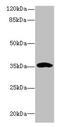 Coiled-Coil Domain Containing 24 antibody, CSB-PA836665LA01HU, Cusabio, Western Blot image 