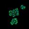 KDEL  antibody, NBP2-12889, Novus Biologicals, Immunofluorescence image 