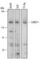 Caspase recruitment domain-containing protein 11 antibody, AF4839, R&D Systems, Western Blot image 