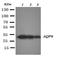 Aquaporin 6 antibody, orb137895, Biorbyt, Western Blot image 