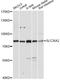 Sulfate transporter antibody, A14561, ABclonal Technology, Western Blot image 