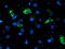 NADH:Ubiquinone Oxidoreductase Subunit A5 antibody, M09003, Boster Biological Technology, Immunofluorescence image 