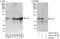 Cullin 1 antibody, A303-373A, Bethyl Labs, Immunoprecipitation image 