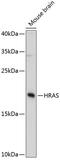 HRas Proto-Oncogene, GTPase antibody, 14-318, ProSci, Western Blot image 