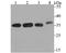 E3 ubiquitin-protein ligase CHIP antibody, A01236, Boster Biological Technology, Western Blot image 
