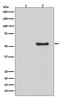 SMAD Family Member 5 antibody, P01423, Boster Biological Technology, Western Blot image 
