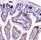 14-3-3 protein zeta/delta antibody, A01141-1, Boster Biological Technology, Immunohistochemistry paraffin image 